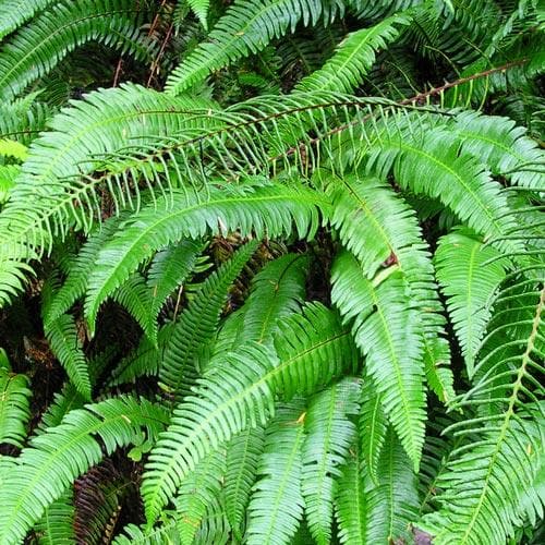 Polystichum munitum