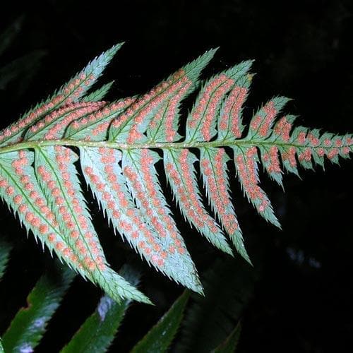 Polystichum munitum