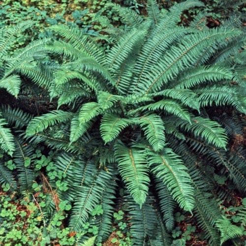 Polystichum munitum