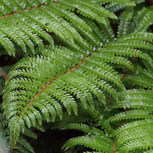 Polystichum polyblepharum