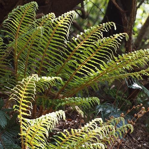 Polystichum polyblepharum