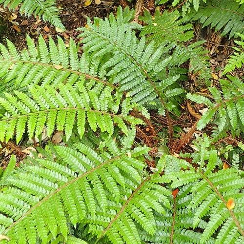 Polystichum polyblepharum