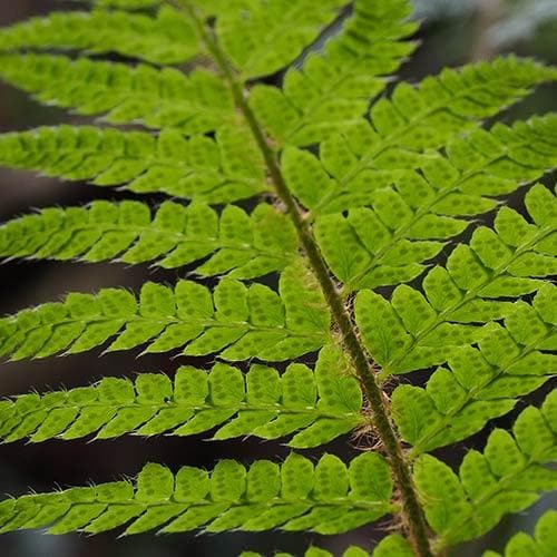 Polystichum polyblepharum