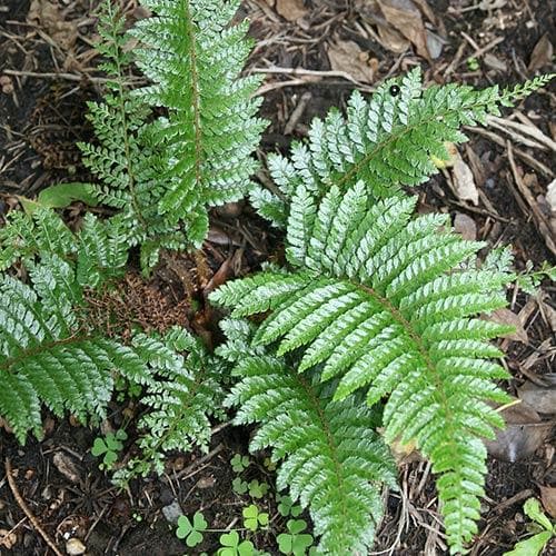 Polystichum polyblepharum