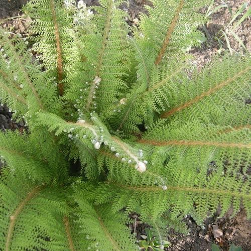 Polystichum setiferum Herrenhausen