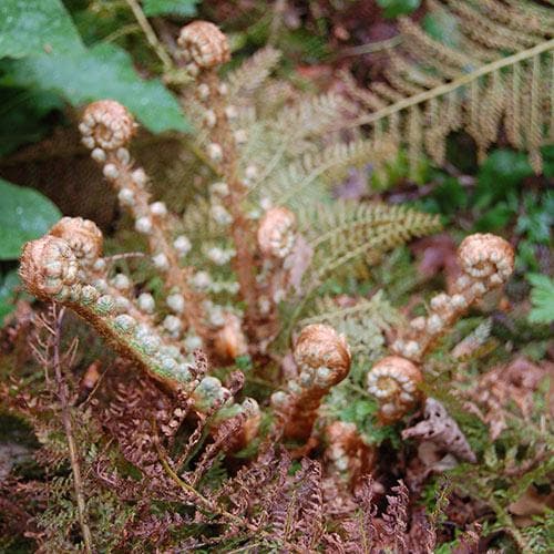 Polystichum setiferum Herrenhausen