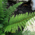 Polystichum setiferum Proliferum Wollastonii - Future Forests