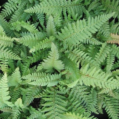 Polystichum setiferum Proliferum Wollastonii - Future Forests