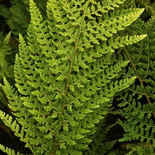 Polystichum setiferum Proliferum Wollastonii - Future Forests