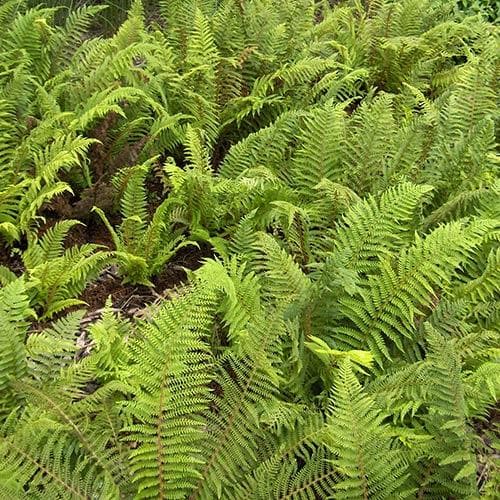 Polystichum setiferum