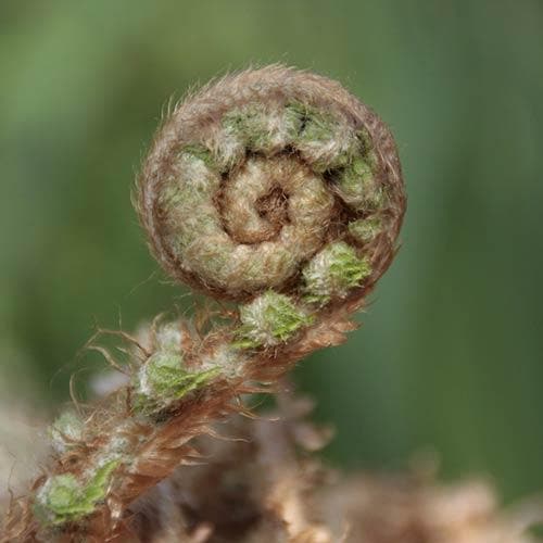 Polystichum setiferum