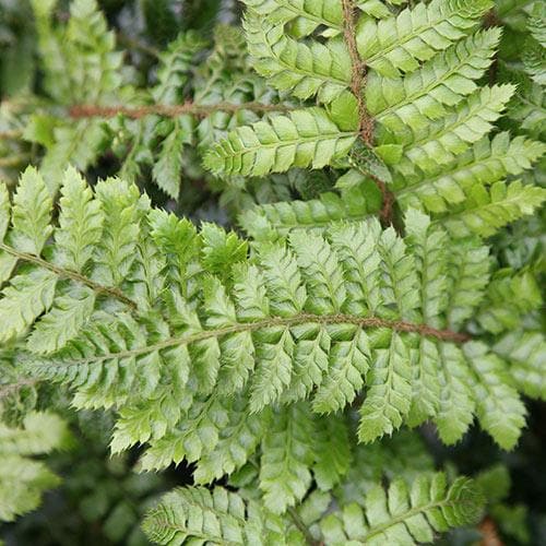 Polystichum setiferum Herrenhausen