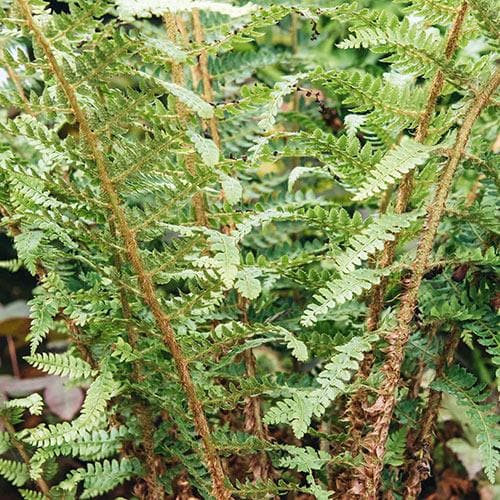 Polystichum setiferum Herrenhausen