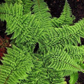 Polystichum setiferum Plumoso-densum - Future Forests