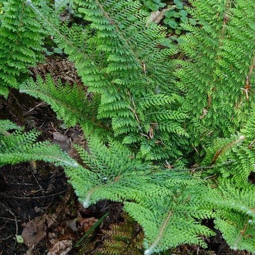 Polystichum setiferum Plumoso-densum - Future Forests