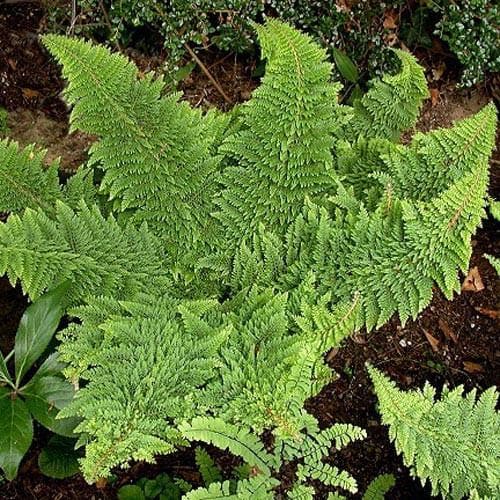 Polystichum setiferum Plumoso-densum - Future Forests