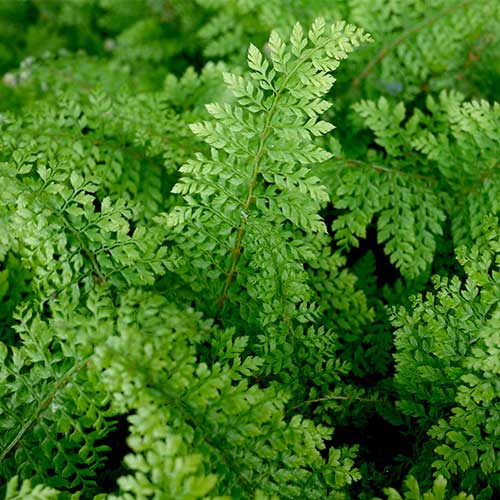 Polystichum setiferum Proliferum Group