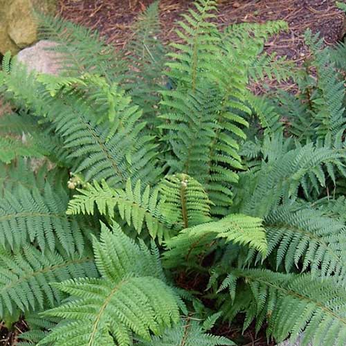 Polystichum setiferum Proliferum Group