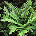 Polystichum setiferum Proliferum Group