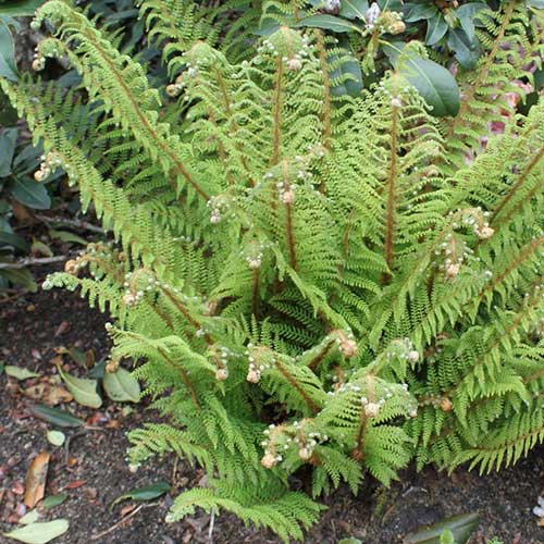 Polystichum setiferum Proliferum Group
