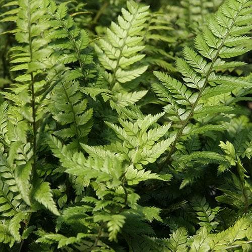 Polystichum tsussimense