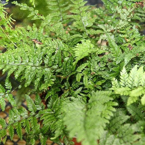 Polystichum tsussimense