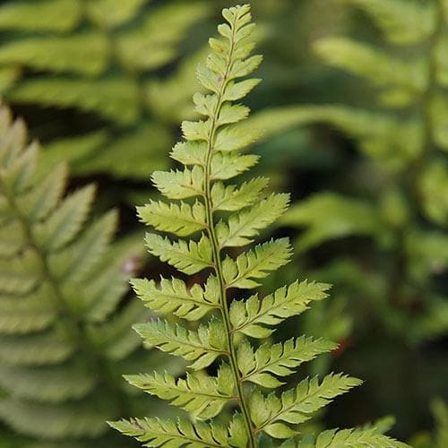 Polystichum tsussimense