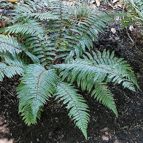 Polystichum tsussimense