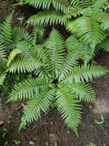 Polystichum braunii