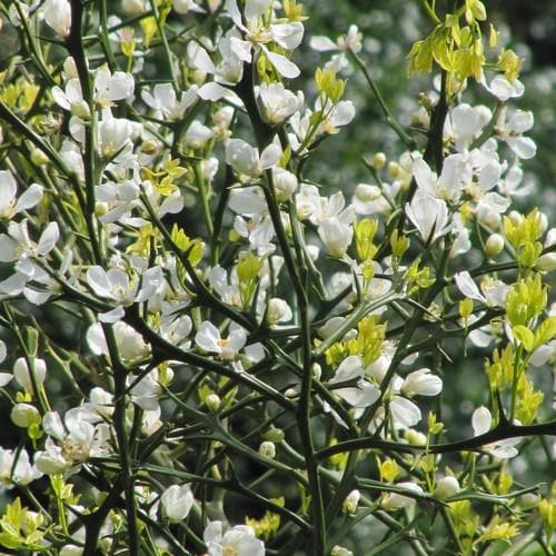 Poncirus trifoliata - Future Forests