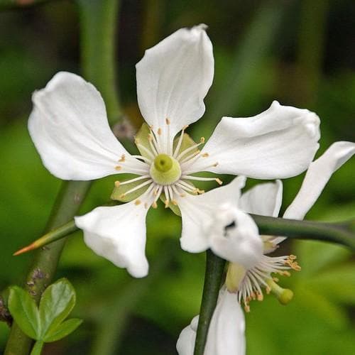 Poncirus trifoliata - Future Forests