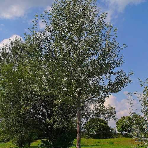 Populus Alba - Silver Poplar 5ft Bareroot - Future Forests