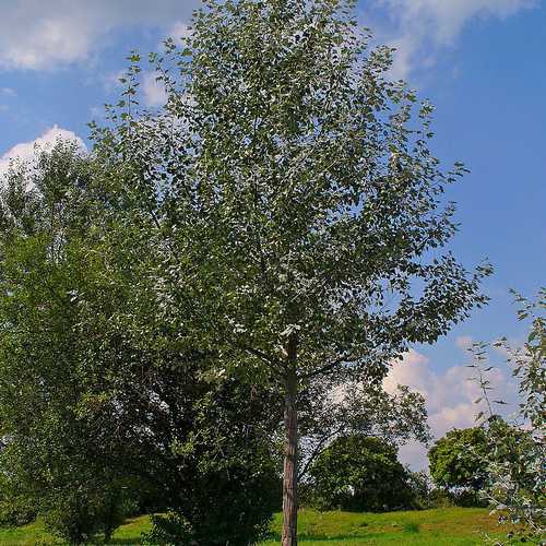 Populus Alba - Silver Poplar Bareroot | 4-5ft