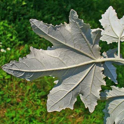 Populus Alba - Silver Poplar - Future Forests