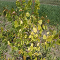 Populus candicans Aurora - Variegated Poplar - Future Forests