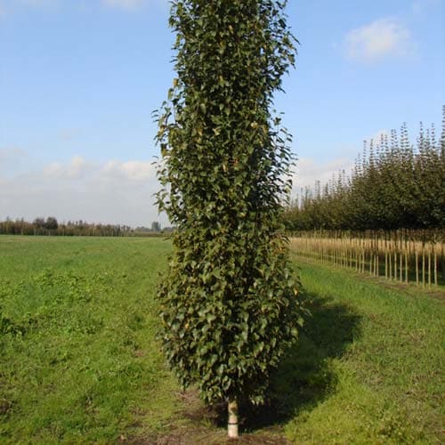 Populus deltoides Purple Tower - Eastern Cottonwood - Future Forests