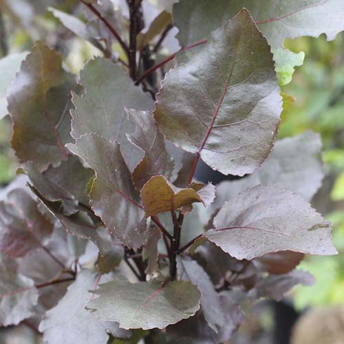 Populus deltoides Purple Tower - Eastern Cottonwood - Future Forests