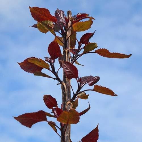 Populus deltoides Purple Tower - Eastern Cottonwood - Future Forests