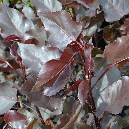 Populus deltoides Purple Tower - Eastern Cottonwood - Future Forests