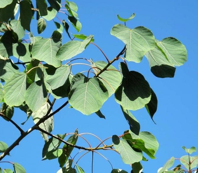 Populus jacquemontii Glauca - Future Forests