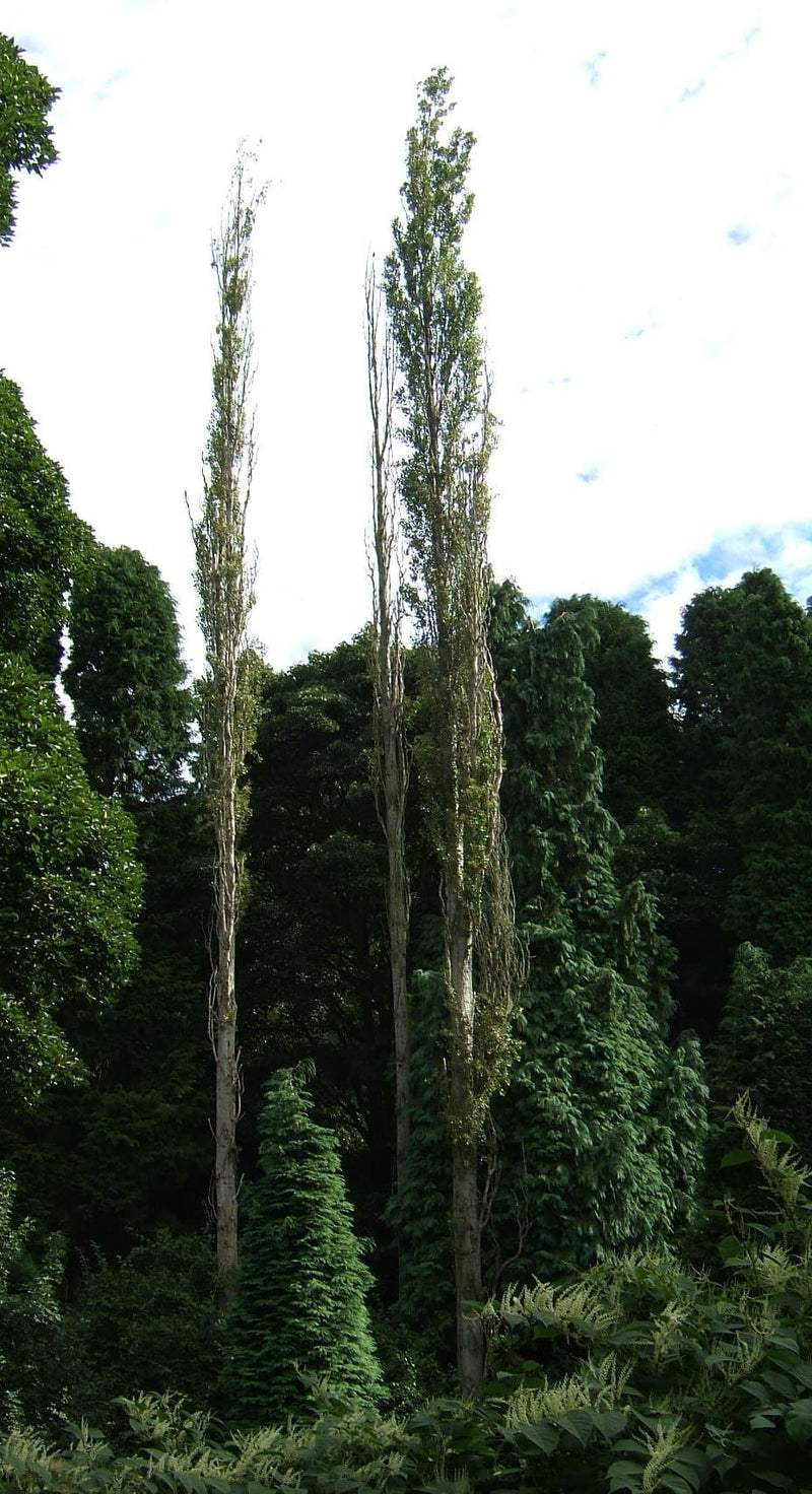 Populus nigra Italica - Lombardy Poplar - Future Forests