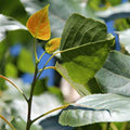 Populus robusta - Hybrid Poplar - Future Forests