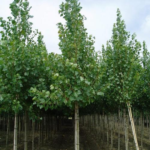 Populus robusta - Hybrid Poplar - Future Forests