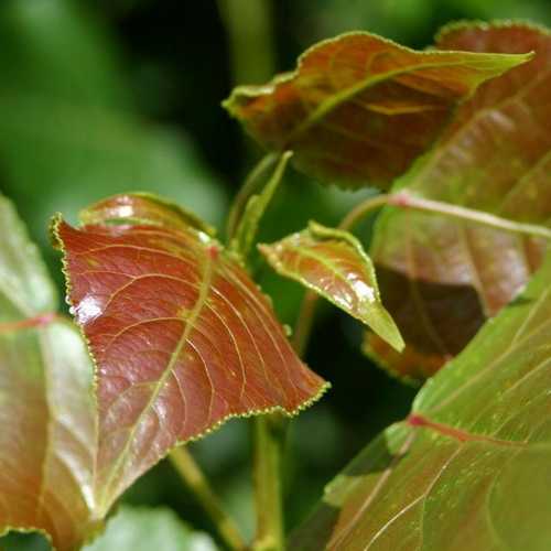 Populus robusta - Hybrid Poplar - Future Forests