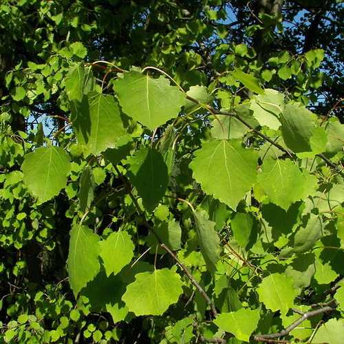 Populus tremula - Aspen - Future Forests