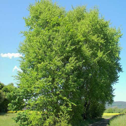 Populus tremula - Aspen - Future Forests