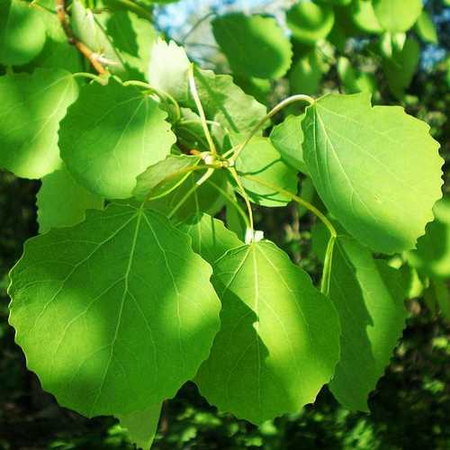 Populus tremula - Aspen - Future Forests