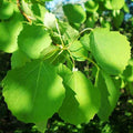 Populus tremula - Aspen Bareroot | 3-4ft / N/A