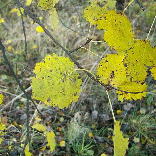 Populus tremula - Aspen - Future Forests