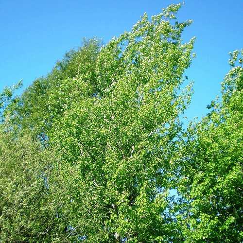 Populus tremula - Aspen - Future Forests